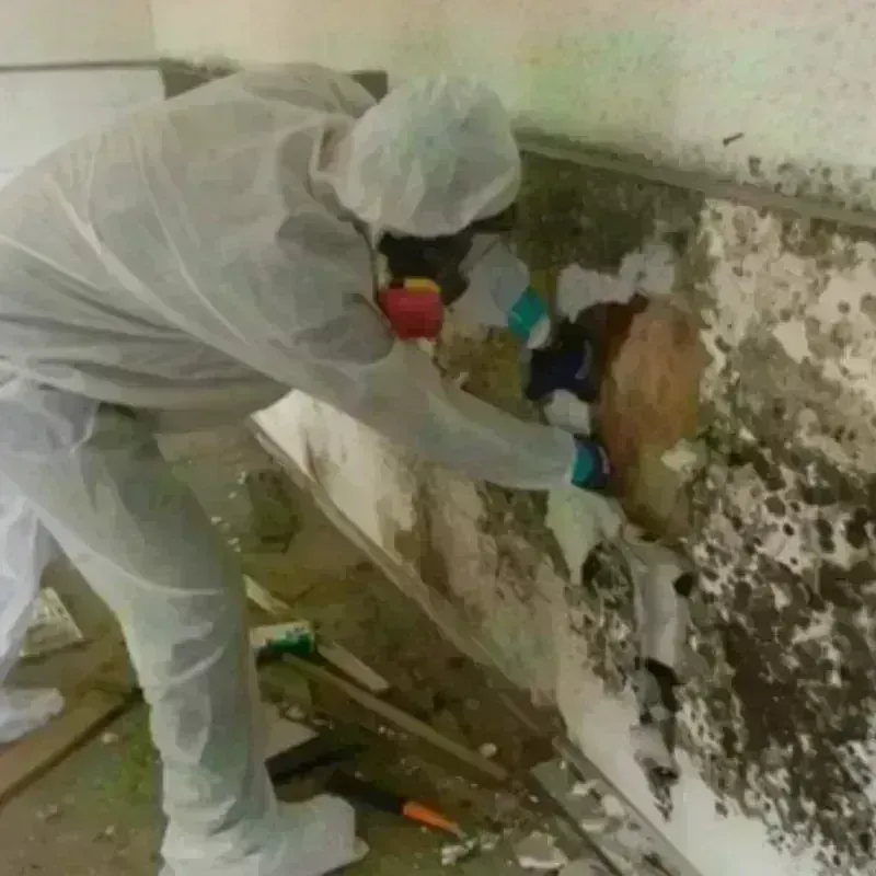 Mold Remediation and Removal in Superior, MT